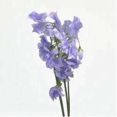 Lathyrus (Sweet Pea) (Imported) - Purple (5 Stems)