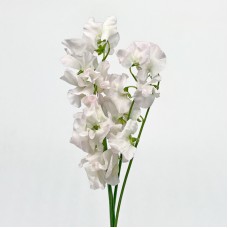 Lathyrus (Sweet Pea) (Imported) - White (5 Stems)