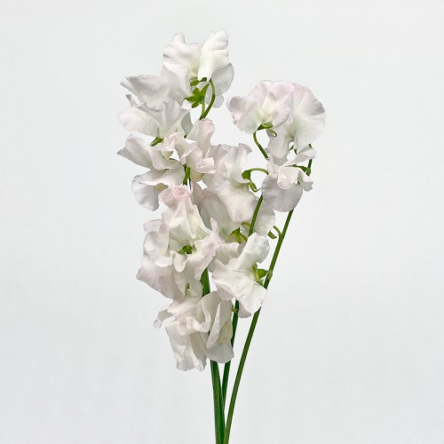 Lathyrus (Sweet Pea) (Imported) - White (5 Stems)