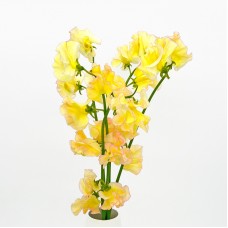 Lathyrus (Sweet Pea) (Imported) - Yellow (5 Stems)