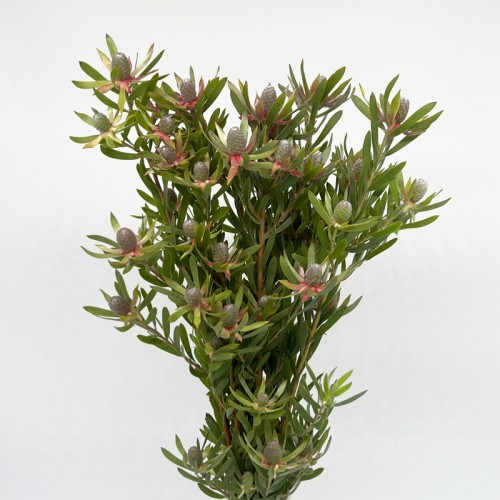 LCD Ayoba (Imported) -  Star Pearl (5 Stems)