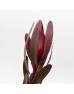 Leucadendron (Imported) - Red (Per Bundle)
