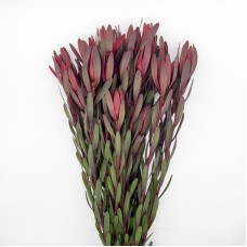 Leucadendron (Imported) - Red (Per Bundle) Leucadendron (Imported) - Red (Per Bundle)