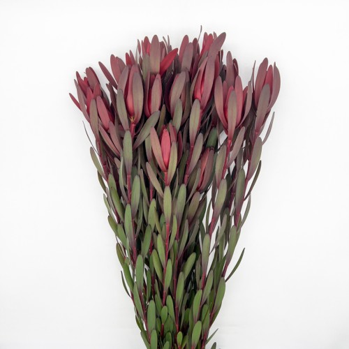 Leucadendron (Imported) - Red (Per Bundle)