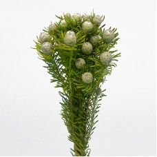 LCD Linifolium Jade Pearl Spray (Imported) - (5 Stems)
