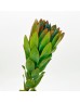 LCD Nervosum (Imported) - Green (5 Stems)