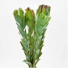 LCD Nervosum (Imported) - Green (5 Stems) LCD Nervosum (Imported) - Green (5 Stems)