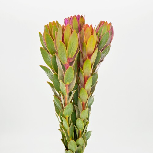 LCD Nervosum (Imported) - Pink (5 Stems)
