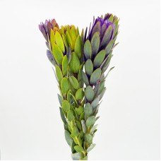 LCD Nervosum (Imported) - Purple (5 Stems) LCD Nervosum (Imported) - Purple (5 Stems)