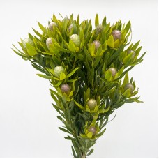 LCD Pisa (Imported) - (5 Stems)