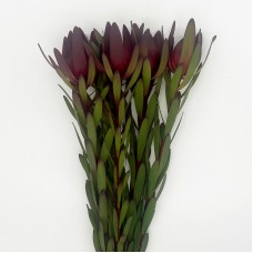Leucadendron (Imported) - Red Gem (5 Stems) Leucadendron (Imported) - Red Gem (5 Stems)