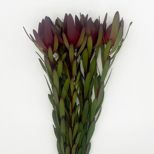 Leucadendron (Imported) - Red Gem (5 Stems) Leucadendron (Imported) - Red Gem (5 Stems)