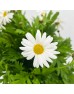 Leucanthemum Becky (Imported) - White (5 Stems)