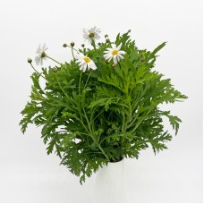 Leucanthemum Becky (Imported) - White (5 Stems)