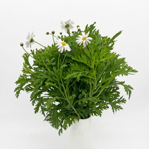 Leucanthemum Becky (Imported) - White (5 Stems)
