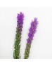 Liatris (Imported) - Purple (Per Bundle)