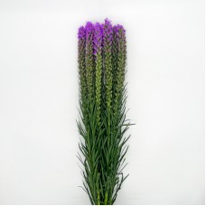 Liatris (Imported) - Purple (Per Bundle) Liatris (Imported) - Purple (Per Bundle)