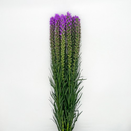 Liatris (Imported) - Purple (Per Bundle)