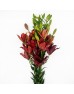 Lily 4+  (Imported) - Black Magic (5 Stems)