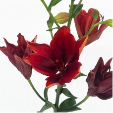Lily 4+  (Imported) - Black Magic (5 Stems)