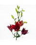 Lily 4+  (Imported) - Black Magic (5 Stems)