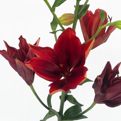 Lily 4+  (Imported) - Black Magic (5 Stems)