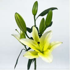 Lily (Imported) - Concador (5 Stems)