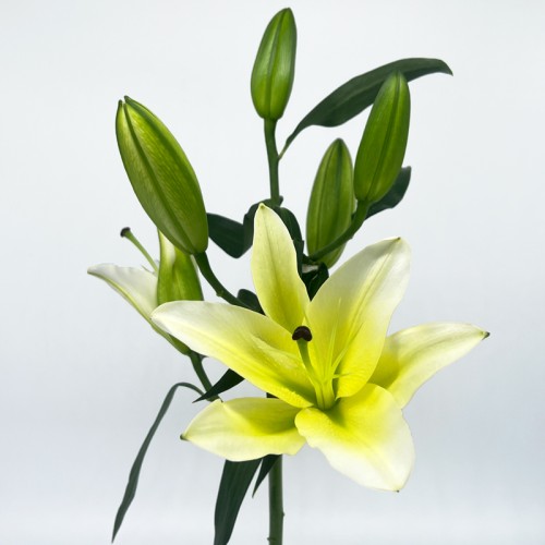 Lily (Imported) - Concador (5 Stems)