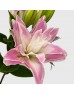 Lily 4+  (Imported) - Dreamline (5 Stems)