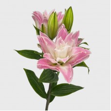 Lily 4+  (Imported) - Dreamline (5 Stems)