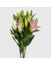 Lily 4+  (Imported) - Dreamline (5 Stems)