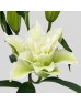Lily (Imported) - Essar (5 Stems)