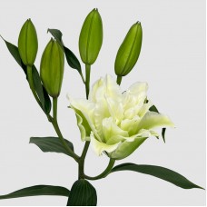 Lily (Imported) - Essar (5 Stems)