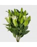 Lily (Imported) - Essar (5 Stems)