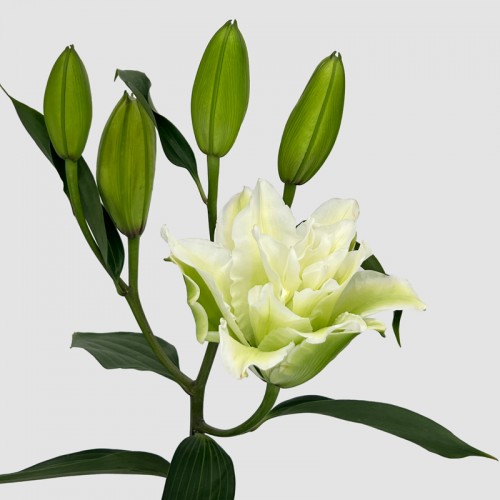 Lily (Imported) - Essar (5 Stems)