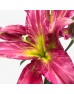 Lily 3+  (Imported) - Flint (5 Stems)