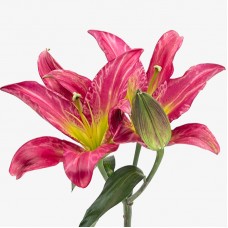 Lily 3+  (Imported) - Flint (5 Stems)