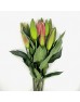 Lily 3+  (Imported) - Flint (5 Stems)
