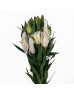 Lily  (Imported) - Isabella (5 Stems)