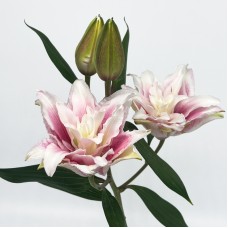 Lily  (Imported) - Isabella (5 Stems)