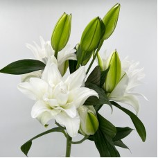 Lily  (Imported) - Polaris (5 Stems)