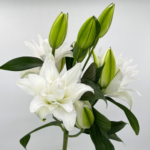 Lily  (Imported) - Polaris (5 Stems)