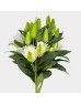 Lily  (Imported) - Polaris (5 Stems)