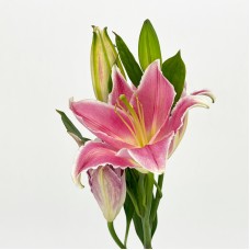 Lily 4+ (Imported) - Mandela (5 Stems)