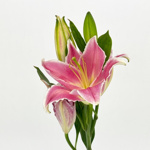 Lily 4+ (Imported) - Mandela (5 Stems)