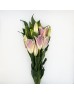 Lily 4+ (Imported) - Mandela (5 Stems)