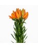 Lily (Imported) - Orange (5 Stems)
