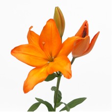 Lily (Imported) - Orange (5 Stems)