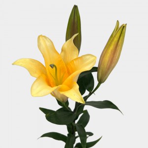 Lily 3+ (Imported) - Orange Sunset (5 Stems)