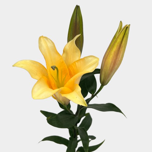 Lily 3+ (Imported) - Orange Sunset (5 Stems)